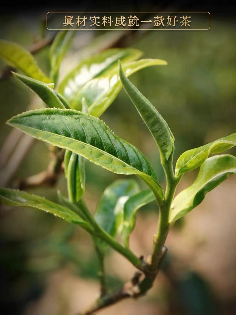 Golden Award of Tea Expo Mengsong Guzhai Organic Pu'er Ripe Tea